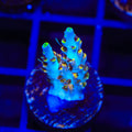 TSA Long Island Acropora Coral