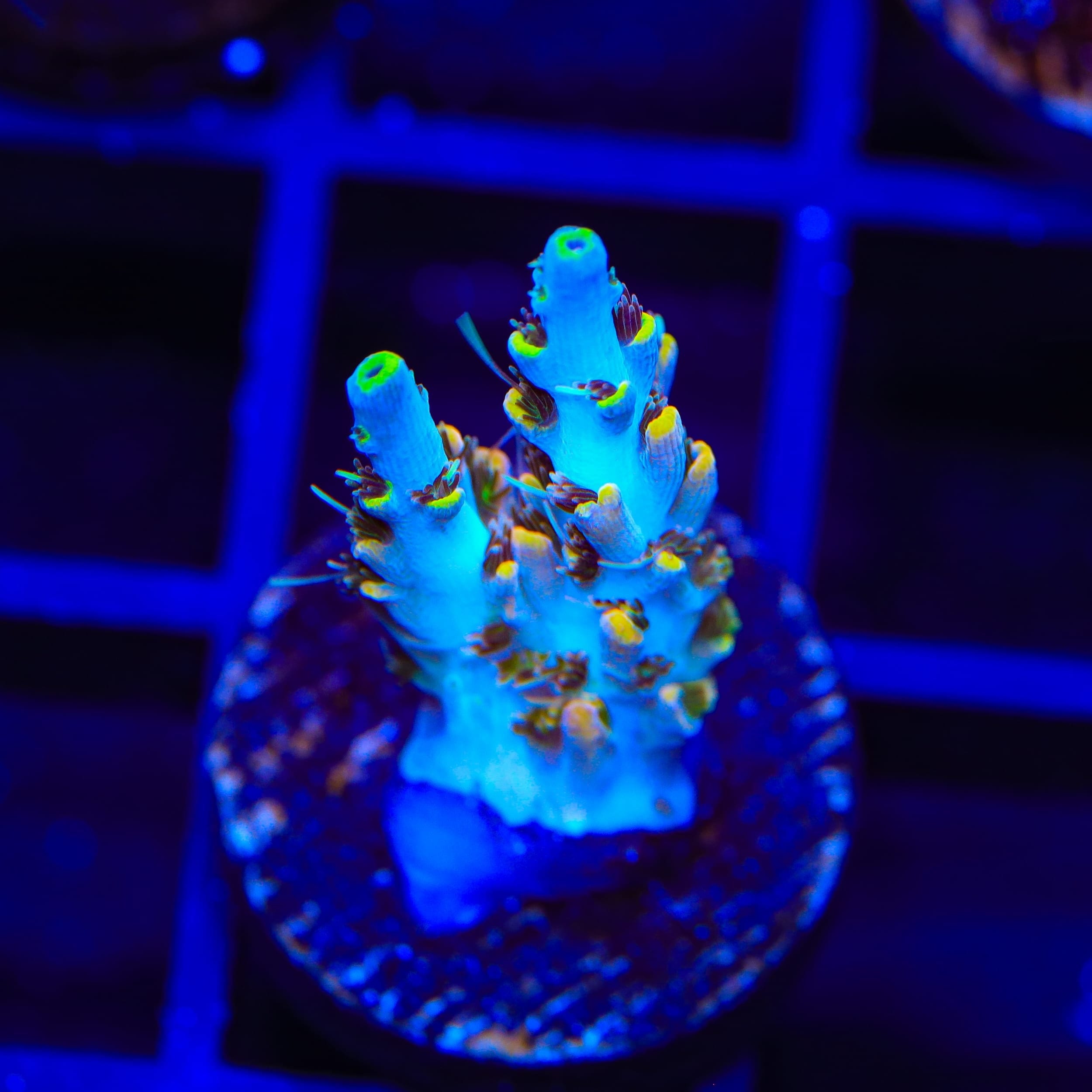 TSA Long Island Acropora Coral