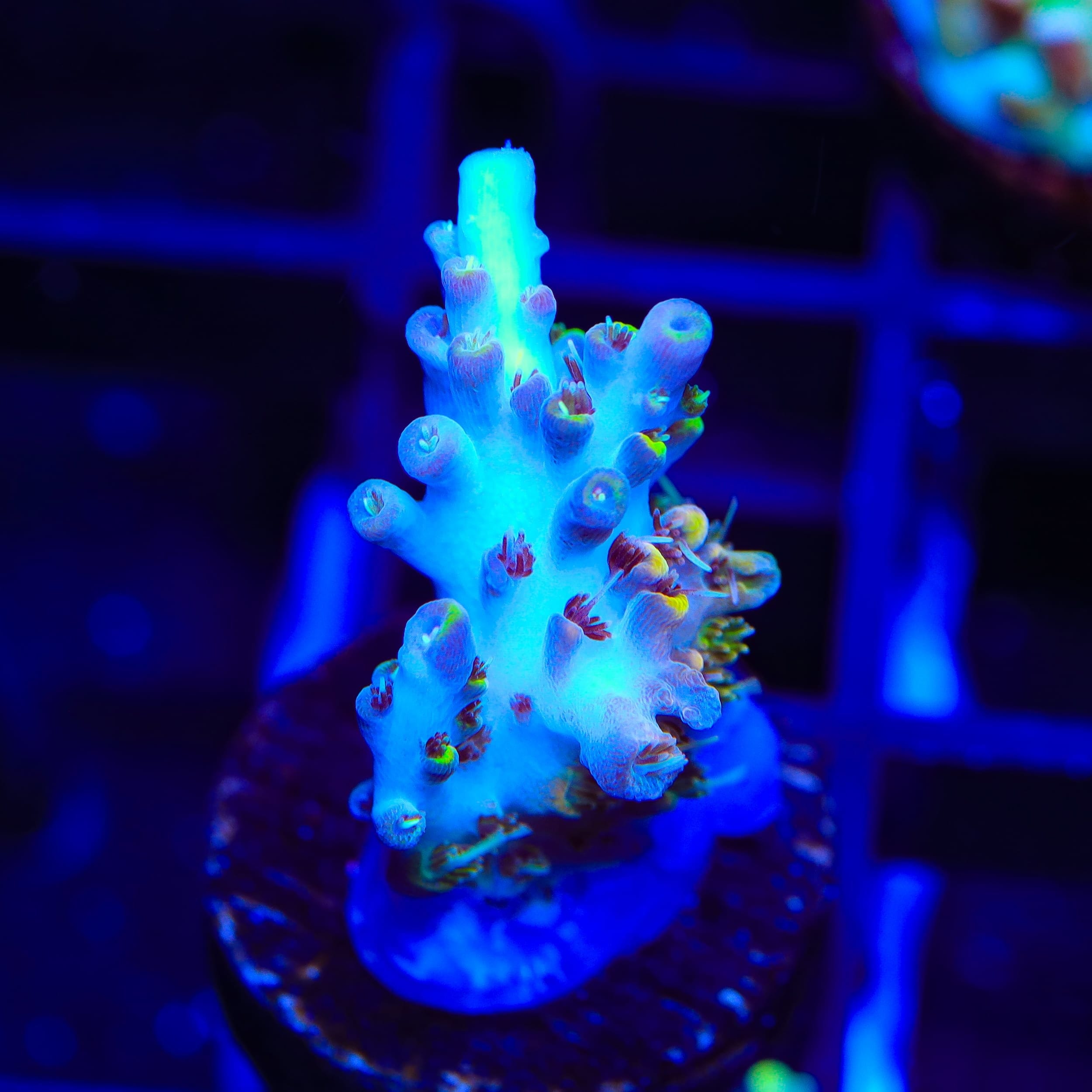 TSA Long Island Acropora Coral