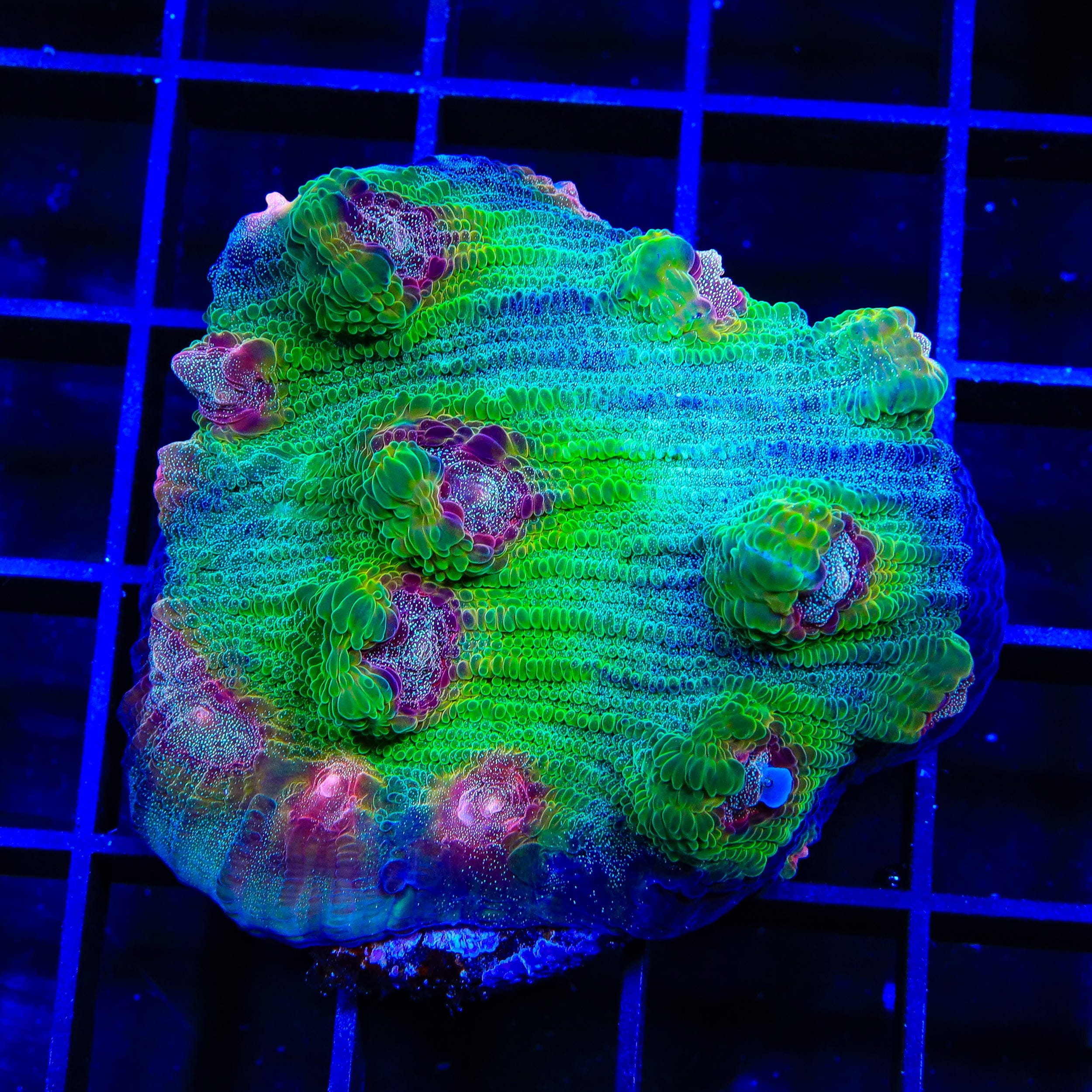 TSA Luigi Chalice XL Frag Coral