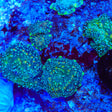 TSA Lumon Mushroom Coral