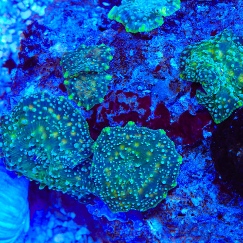 TSA Lumon Mushroom Coral
