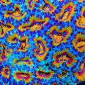 TSA Madhouse Acan Coral
