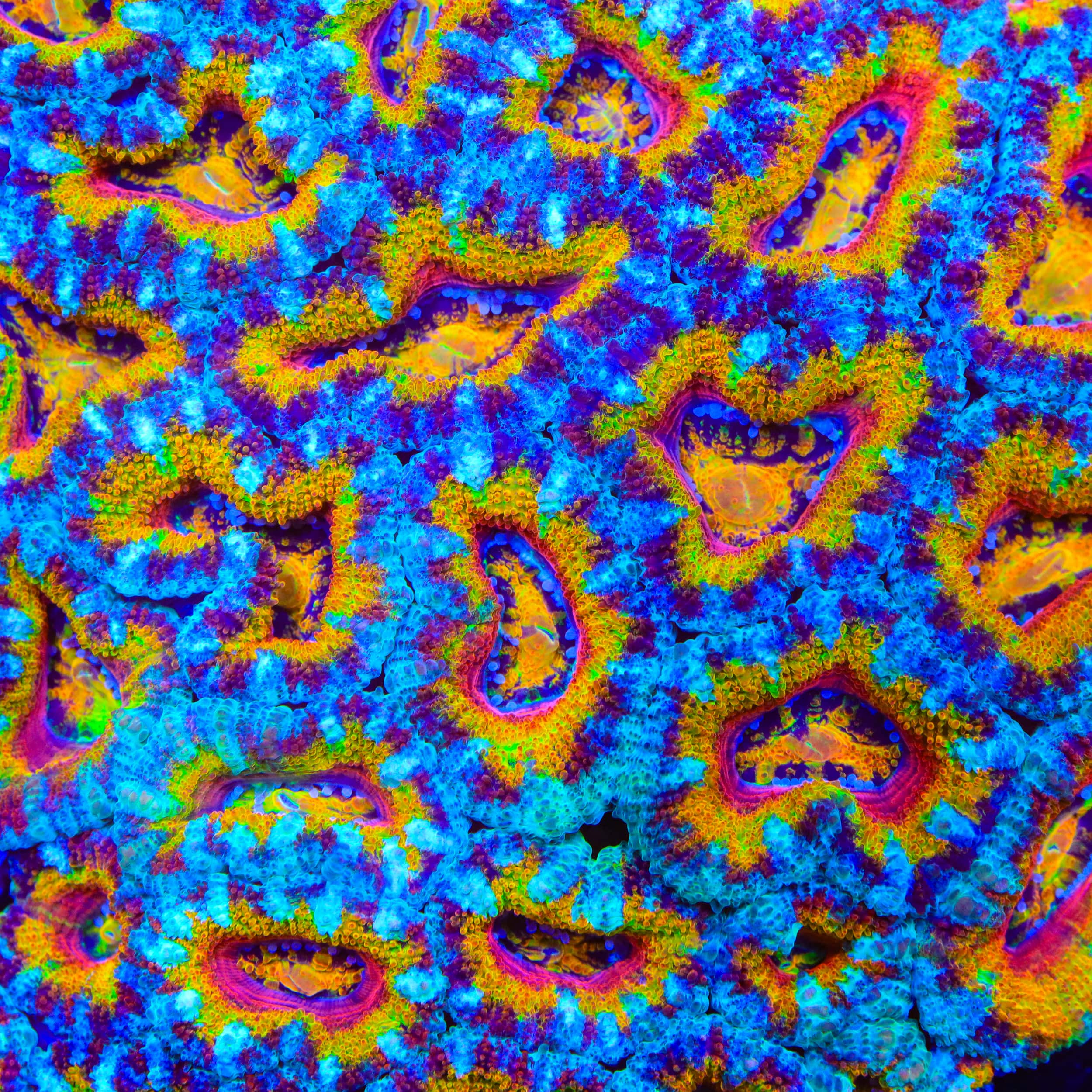 TSA Madhouse Acan Coral
