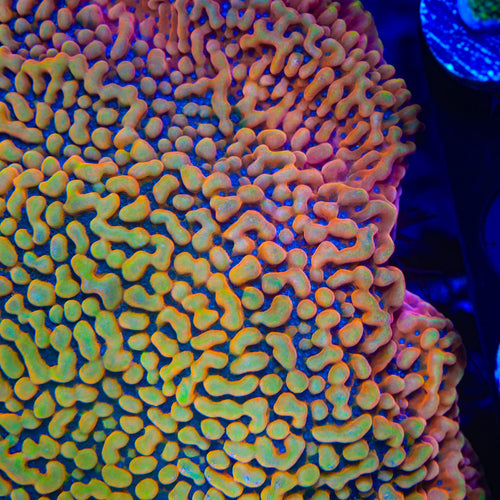 TSA Malibu Sunset Montipora Coral