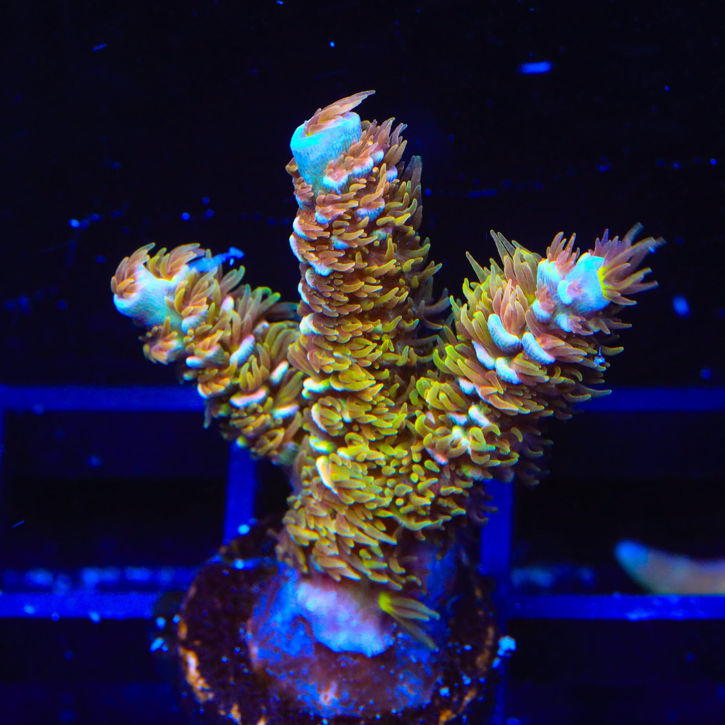 TSA Mango Passion Tenuis Acropora XL Frag Coral