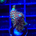 TSA Mango Passion Tenuis Acropora XL Frag Coral