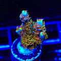TSA Mango Passion Tenuis Acropora XL Frag Coral