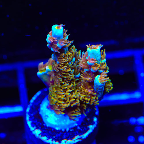 TSA Mango Passion Tenuis Acropora XL Frag Coral