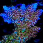 TSA Mango Passion Tenuis Acropora XL Frag Coral