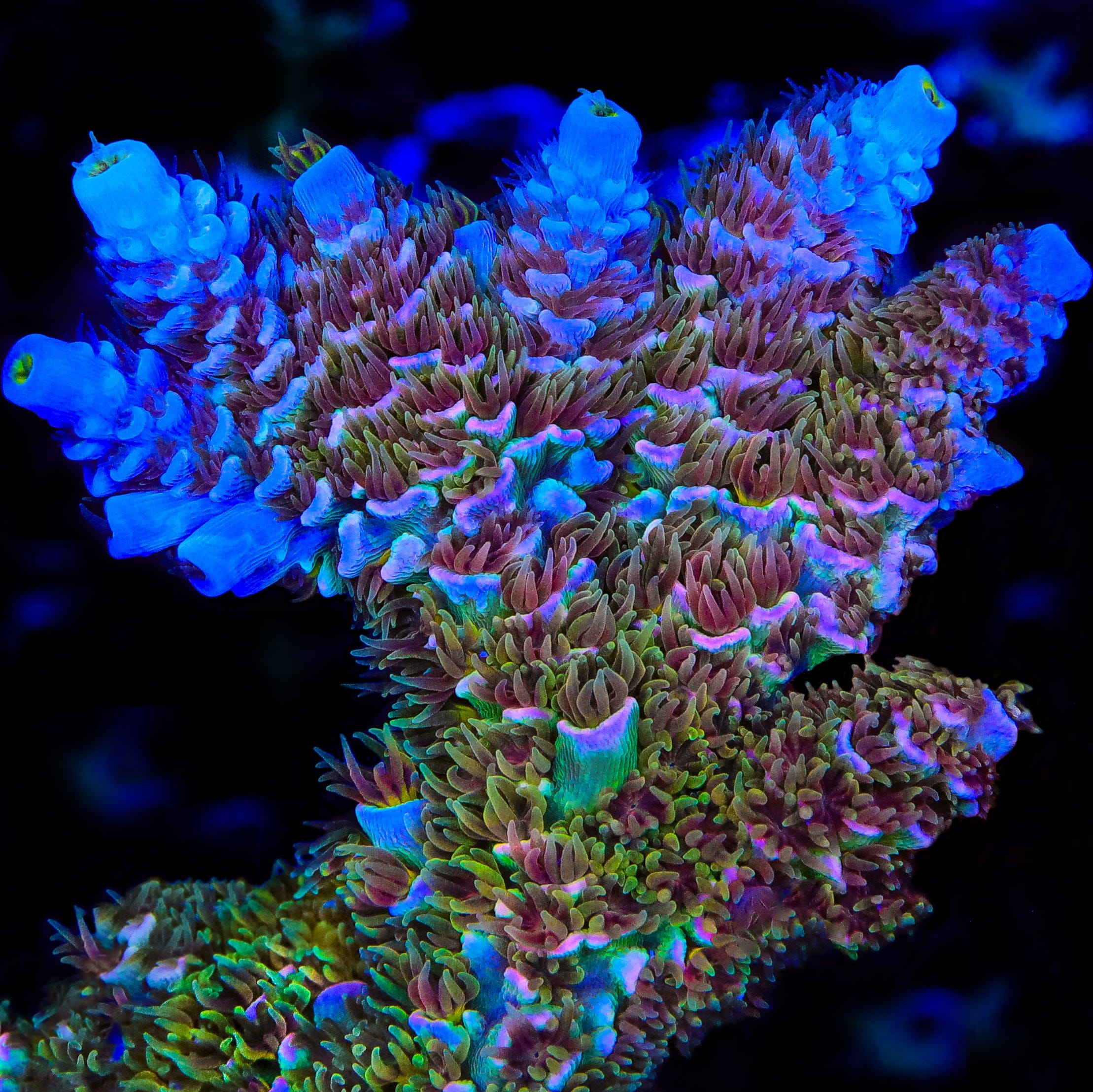 TSA Mango Passion Tenuis Acropora XL Frag Coral