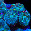 TSA Mardi Gras Bounce Mushroom Coral