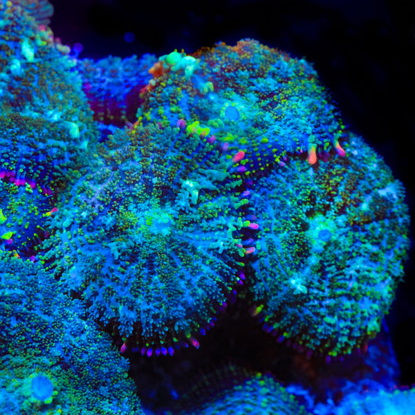 TSA Mardi Gras Bounce Mushroom Coral