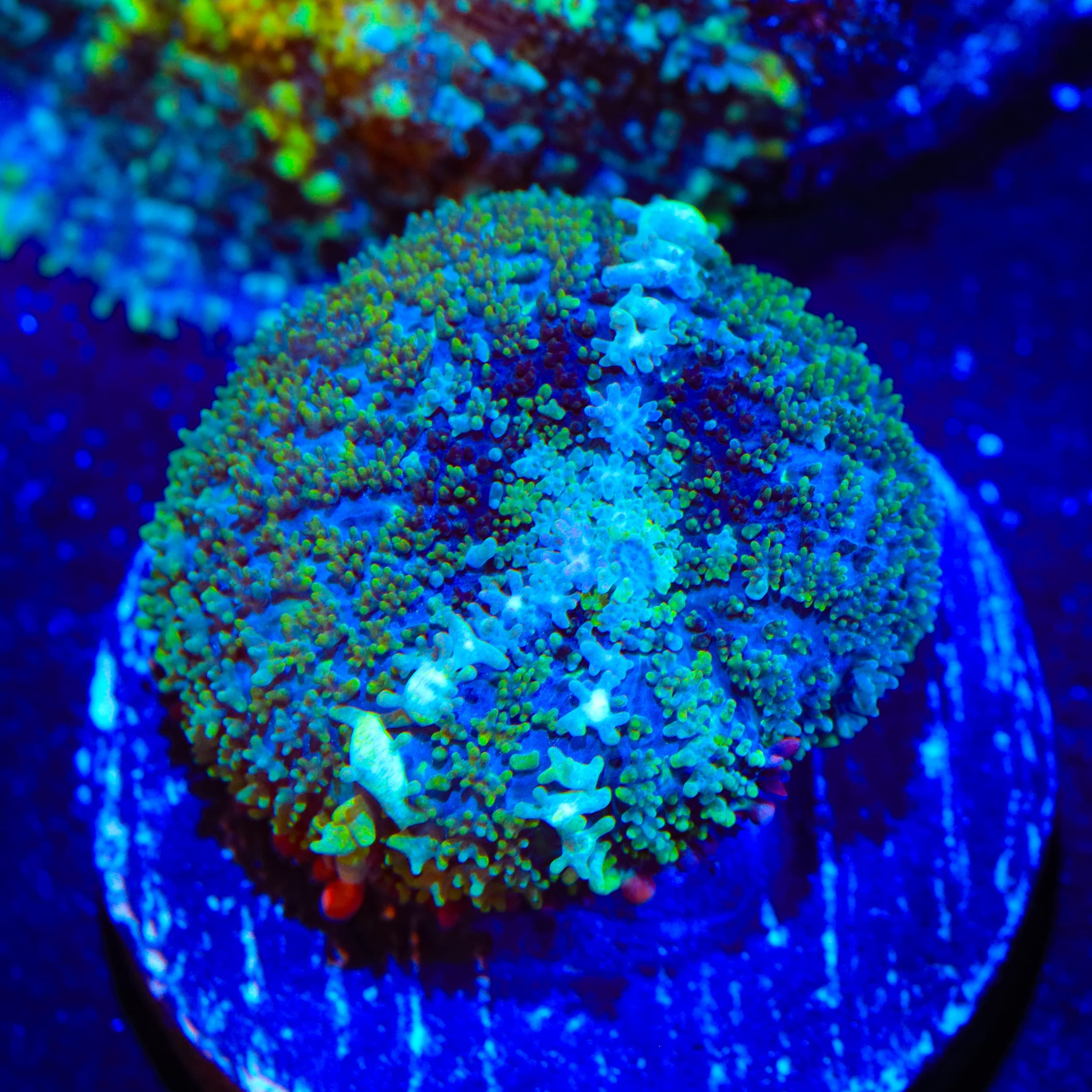 TSA Mardi Gras Bounce Mushroom Coral