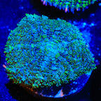 TSA Mardi Gras Bounce Mushroom Coral