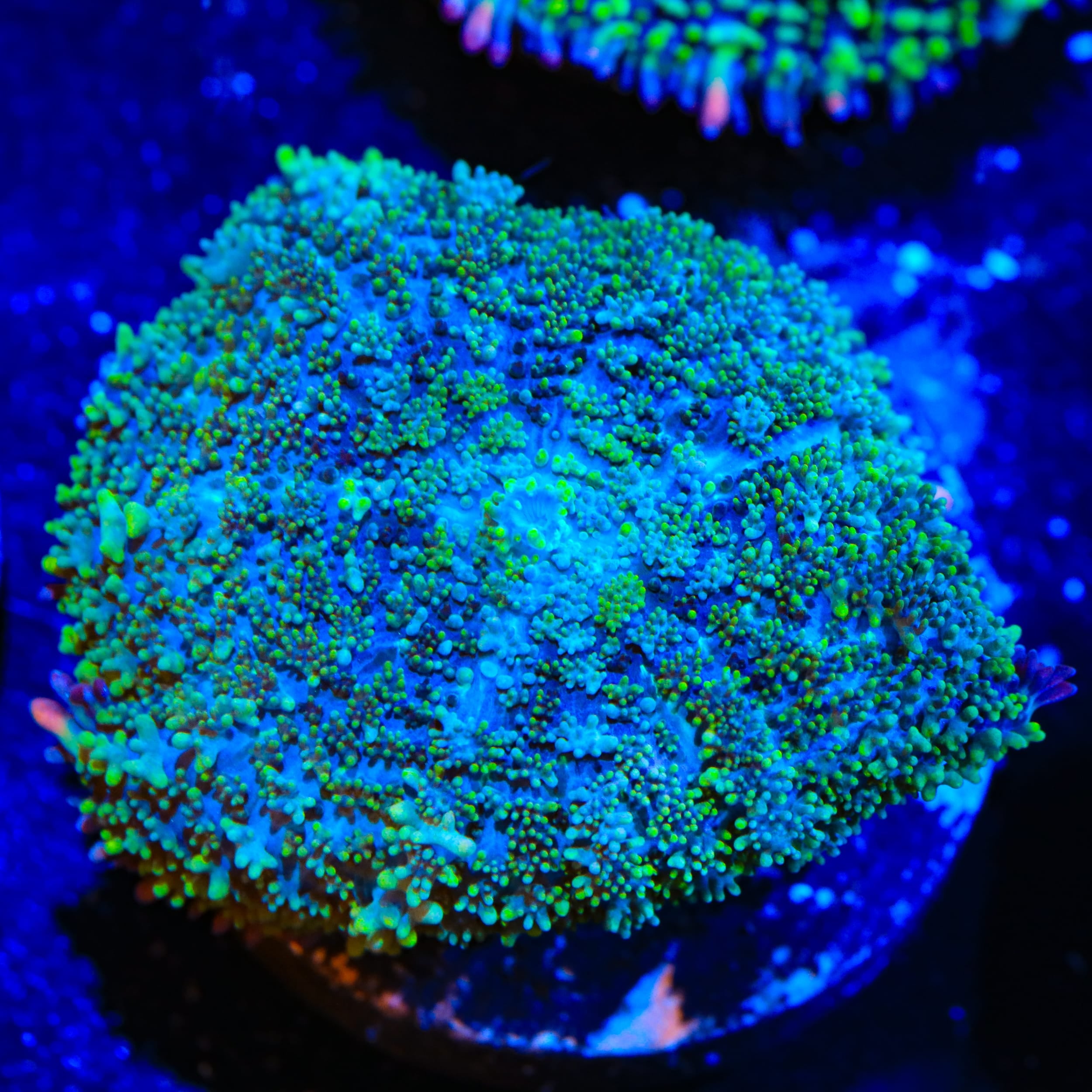 TSA Mardi Gras Bounce Mushroom Coral