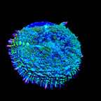 TSA Mardi Gras Bounce Mushroom Coral