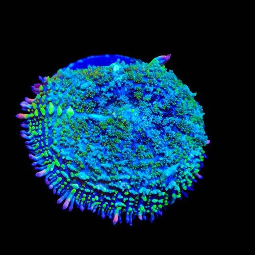 TSA Mardi Gras Bounce Mushroom Coral