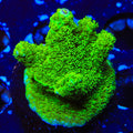TSA Margaritaville Acropora XL Frag Coral
