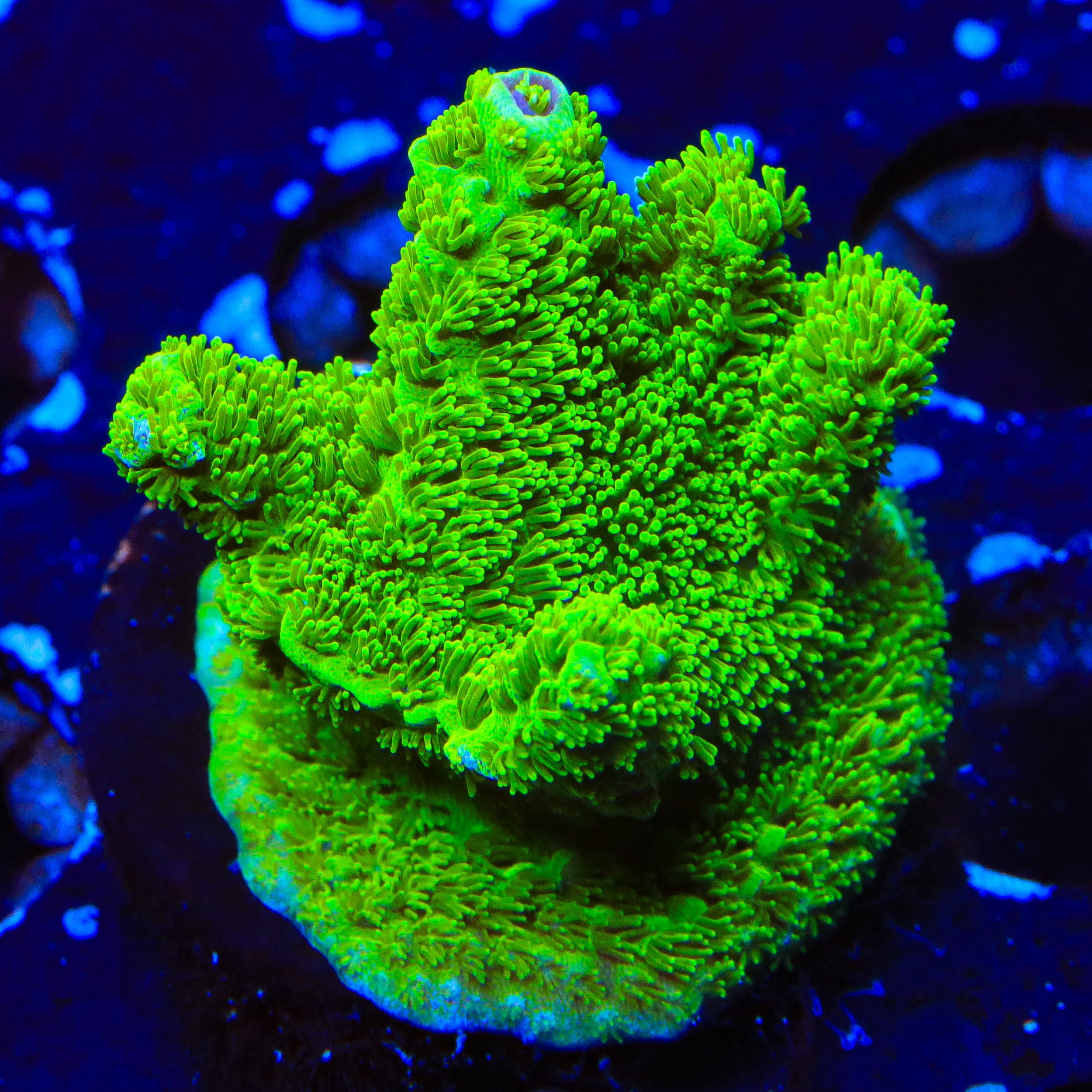 TSA Margaritaville Acropora XL Frag Coral
