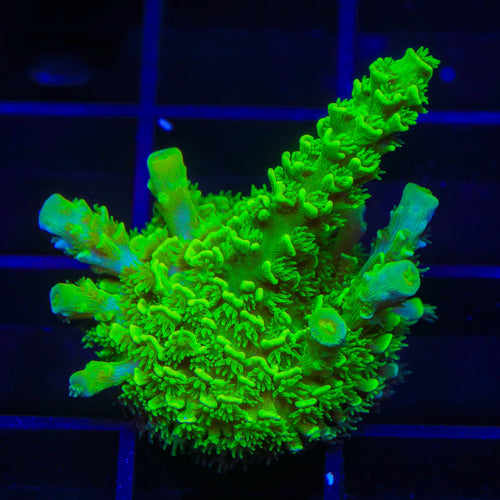 TSA Margaritaville Acropora XL Frag Coral
