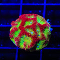 TSA McFavia Favia Coral