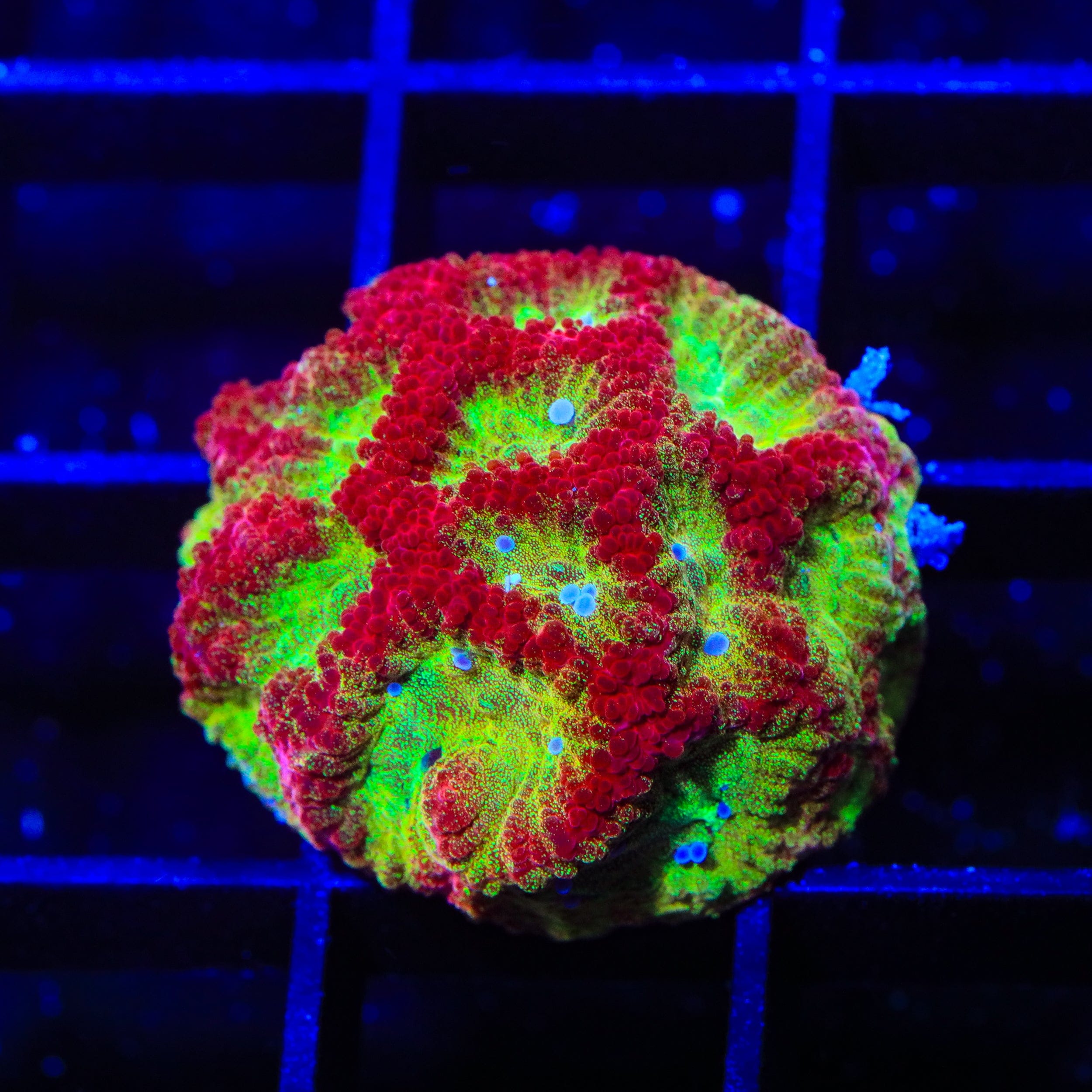 TSA McFavia Favia Coral