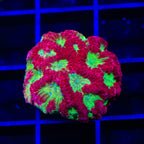 TSA McFavia Favia Coral