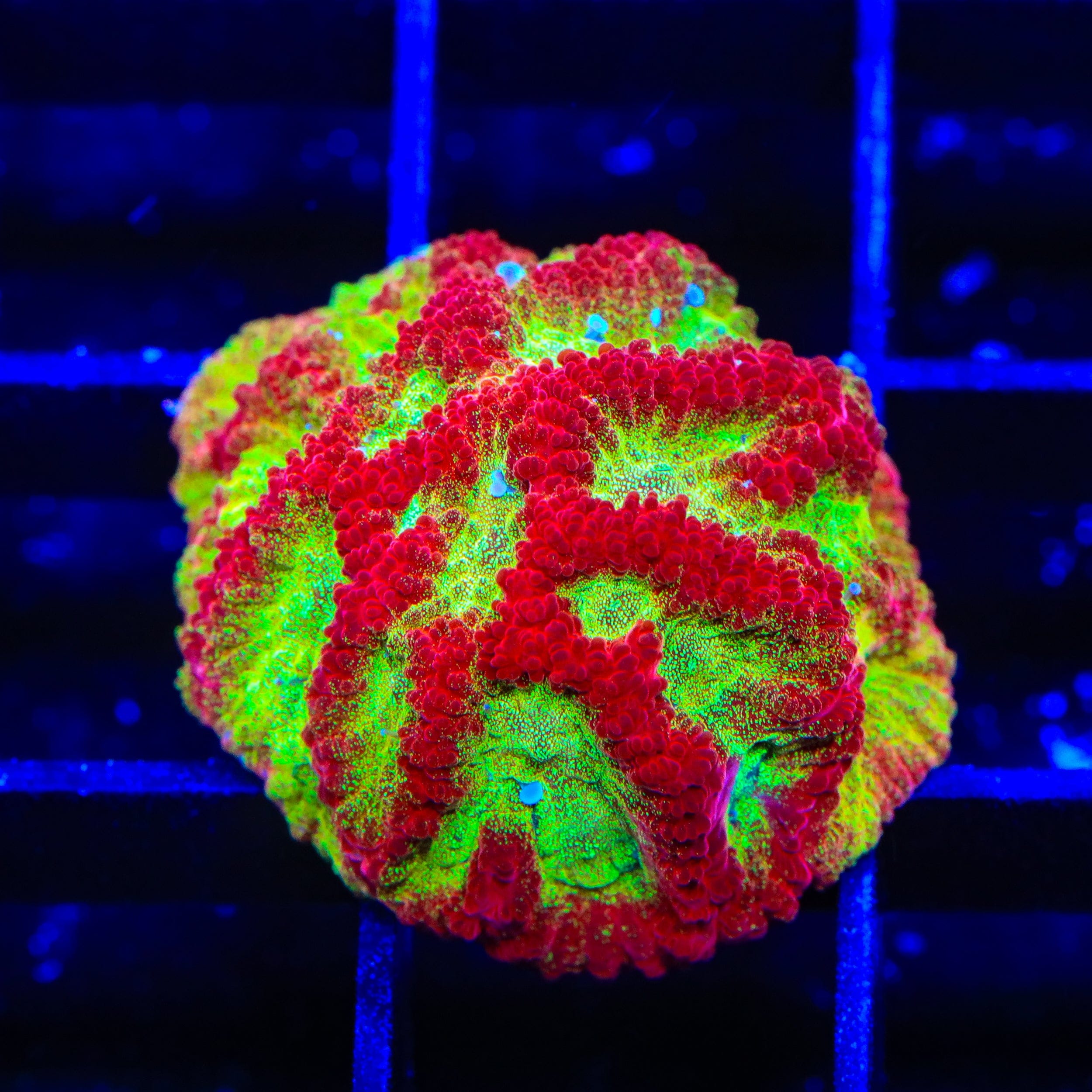 TSA McFavia Favia Coral