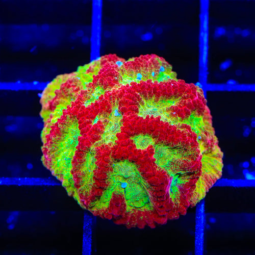 TSA McFavia Favia Coral
