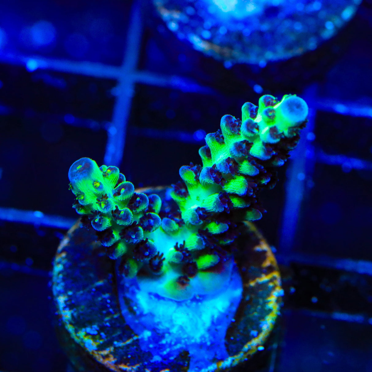 TSA Melon Keller Acropora Coral