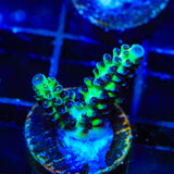 TSA Melon Keller Acropora Coral
