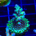 TSA Melon Keller Acropora Coral