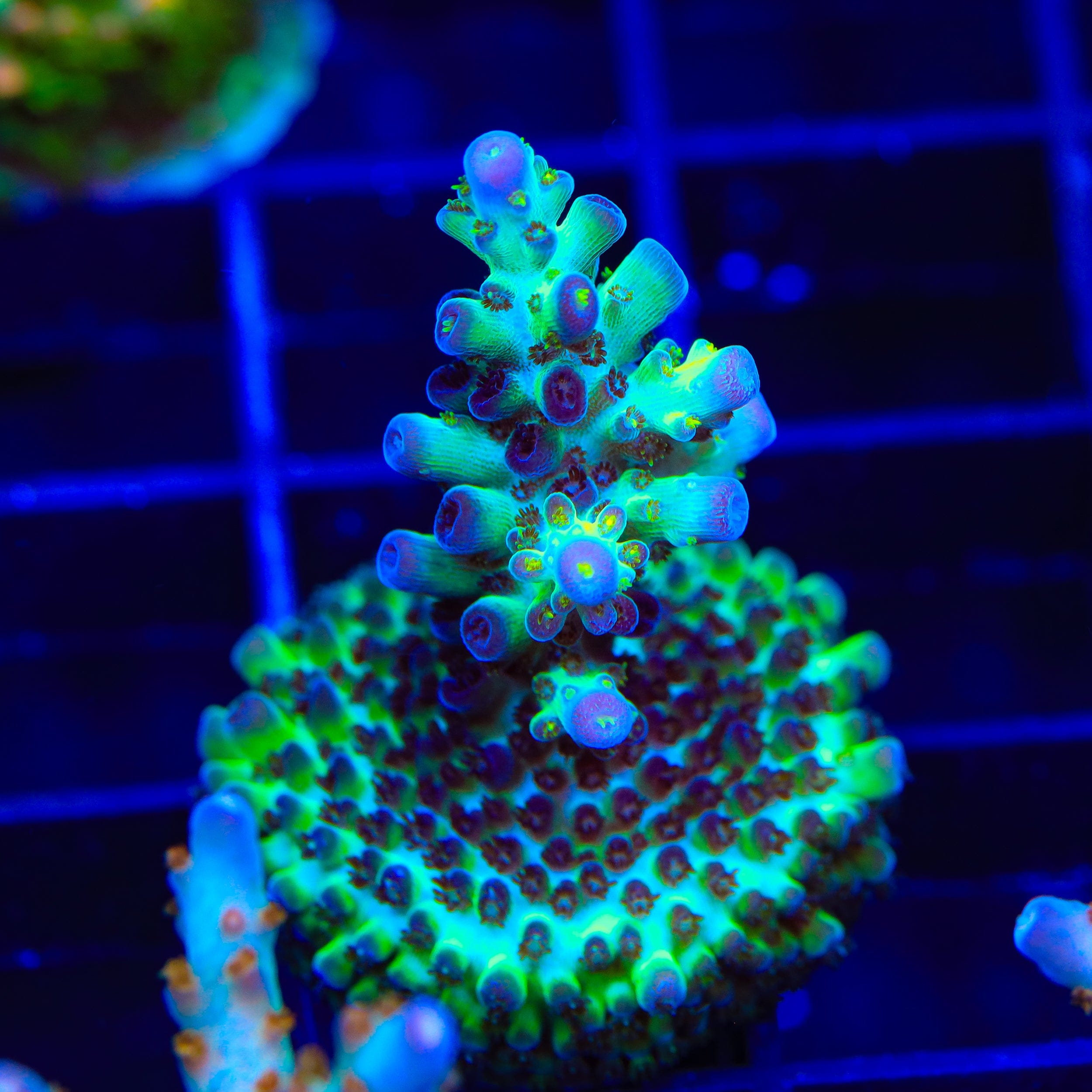 TSA Melon Keller Acropora Coral
