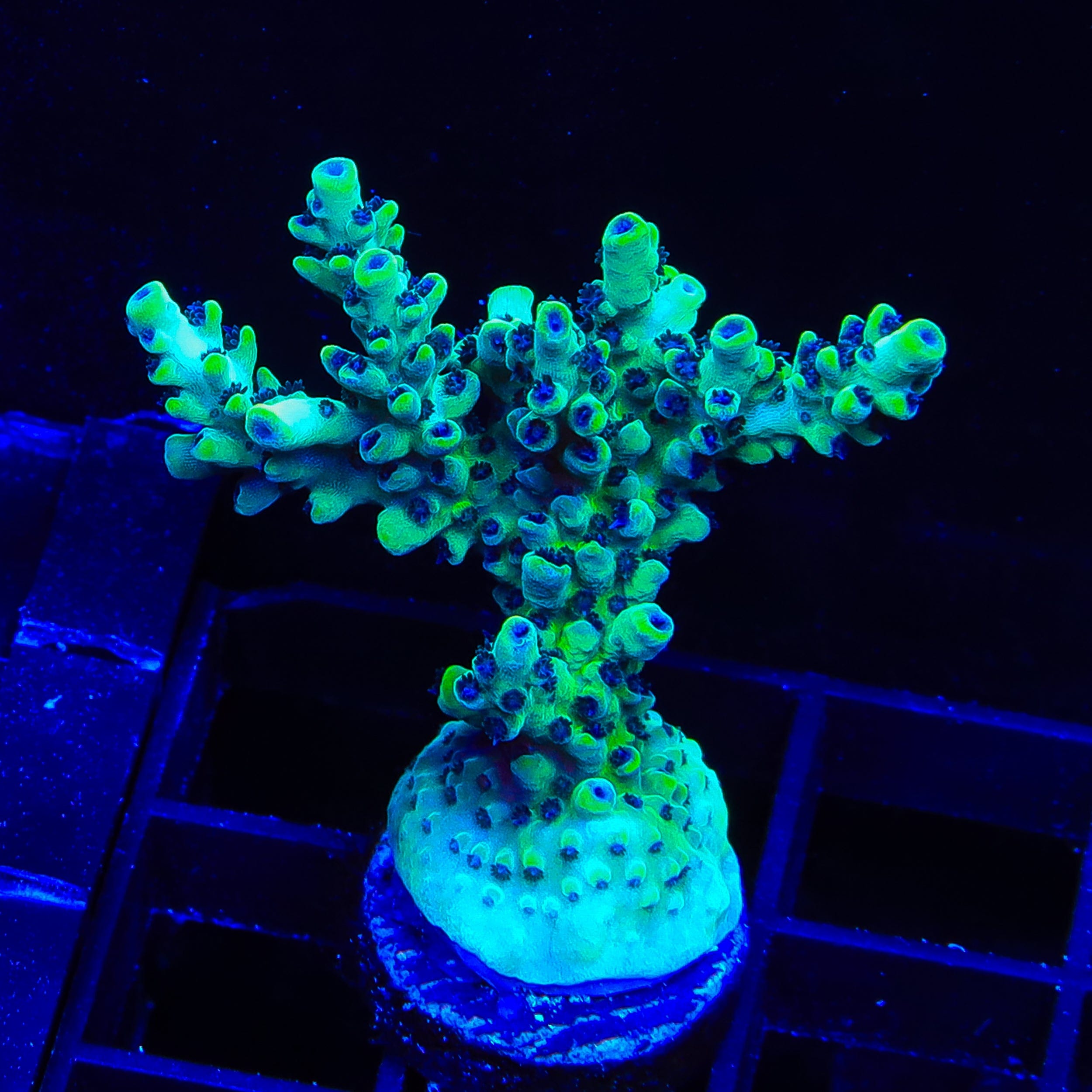 TSA Melon Keller Acropora XL Frag Coral