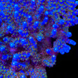 TSA Midnight Fire Acropora Coral