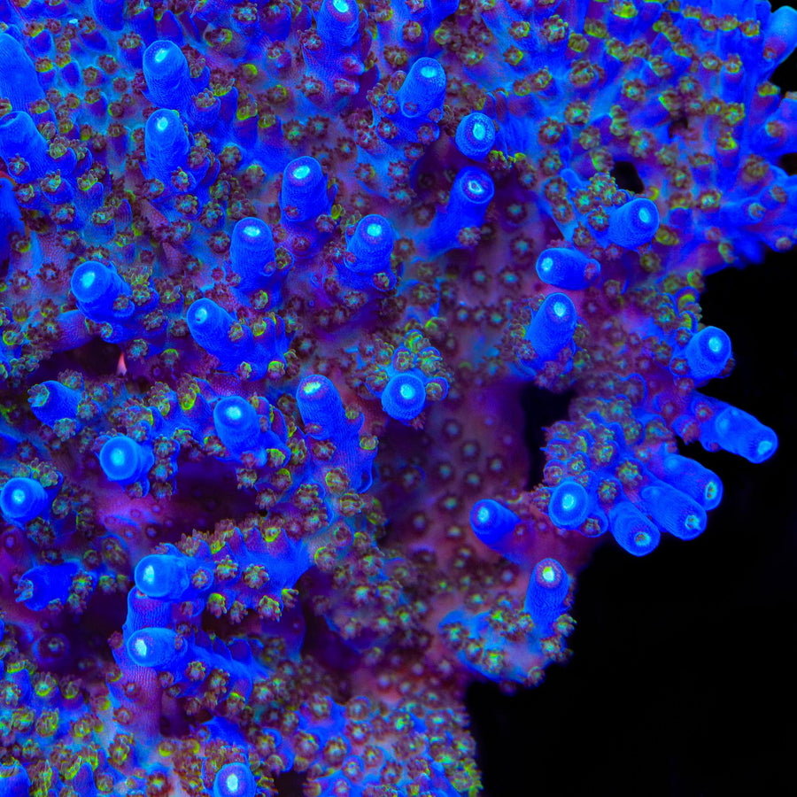 TSA Midnight Fire Acropora Coral