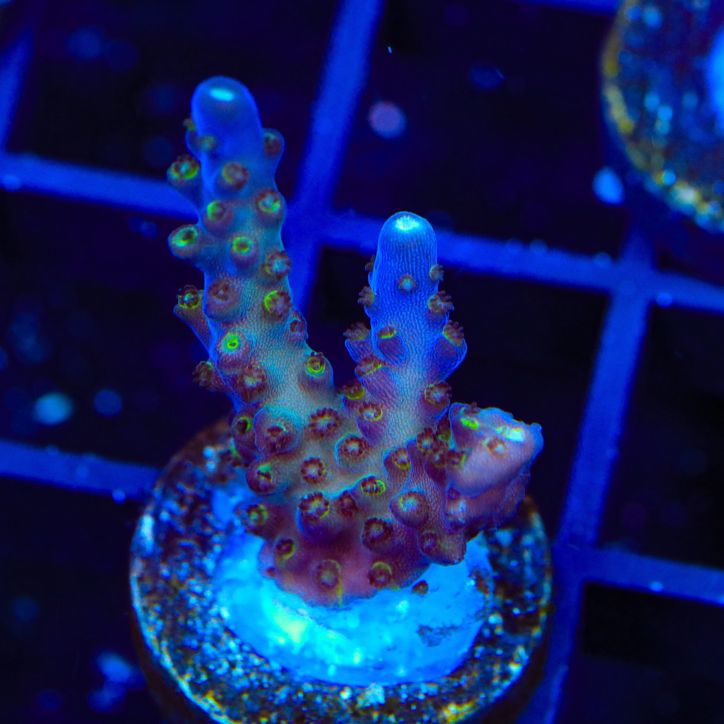 TSA Midnight Fire Acropora Coral