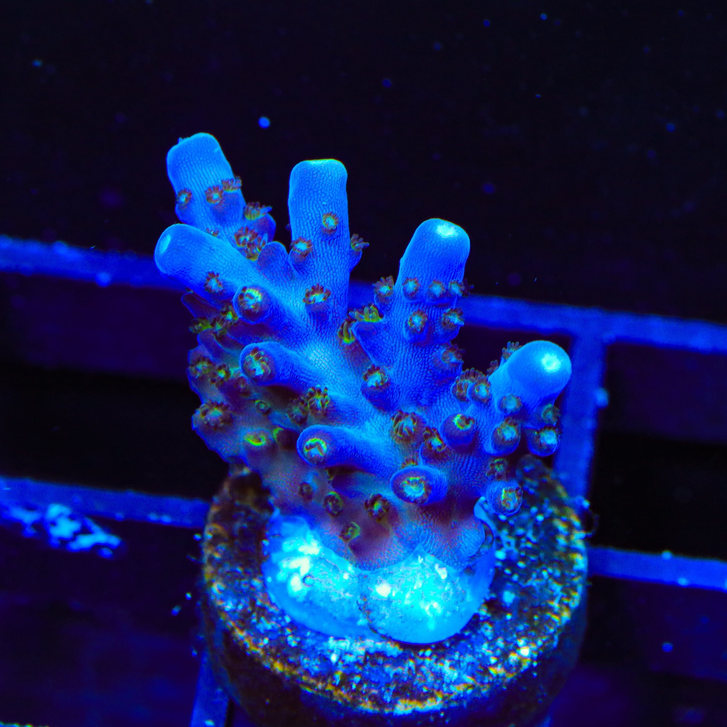 TSA Midnight Fire Acropora Coral