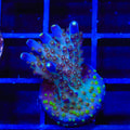 TSA Midnight Fire Acropora XL Frag Coral