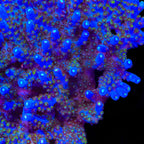 TSA Midnight Fire Acropora XL Frag Coral