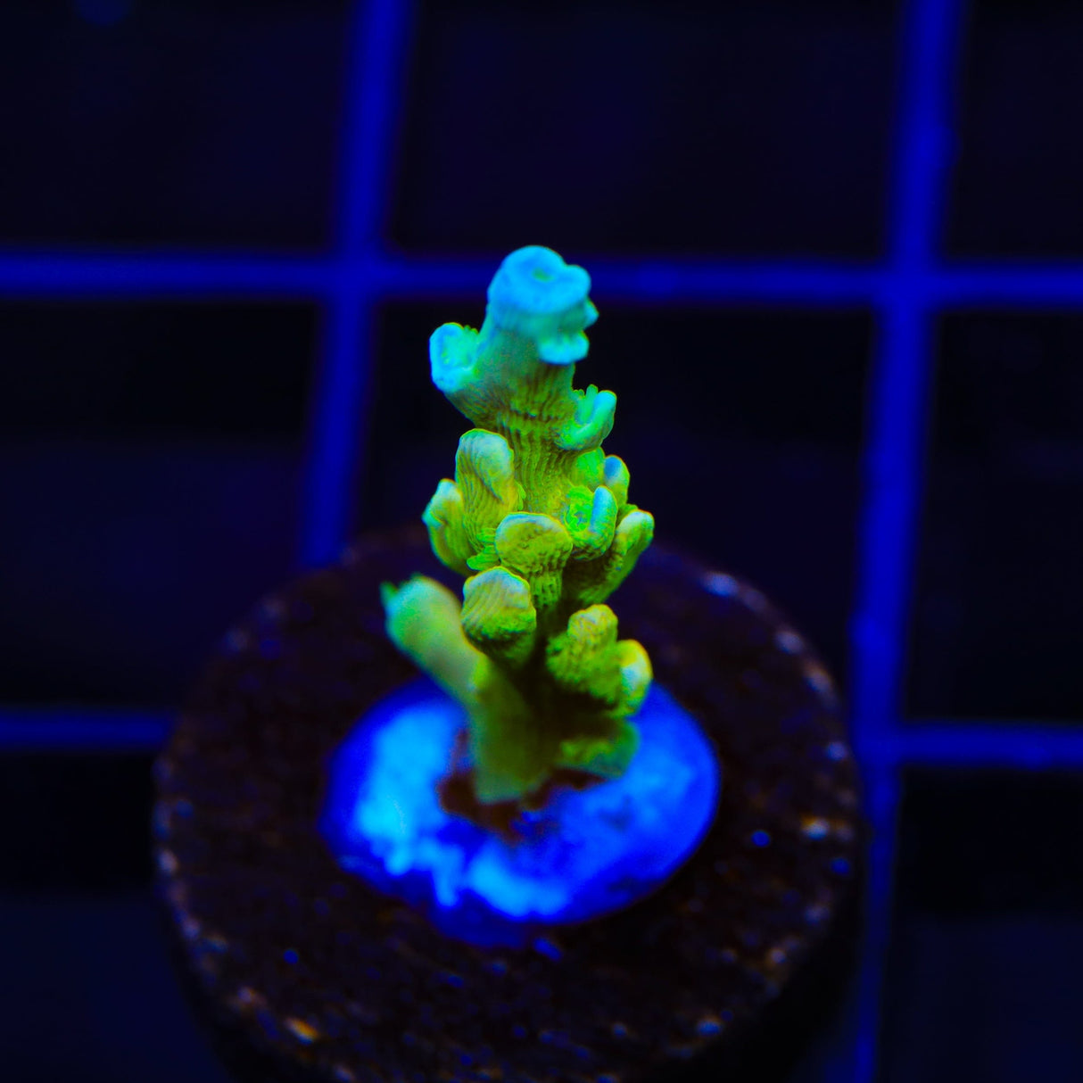 TSA Mimosa Acropora Coral
