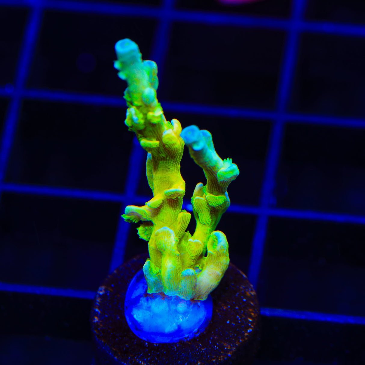 TSA Mimosa Acropora Coral