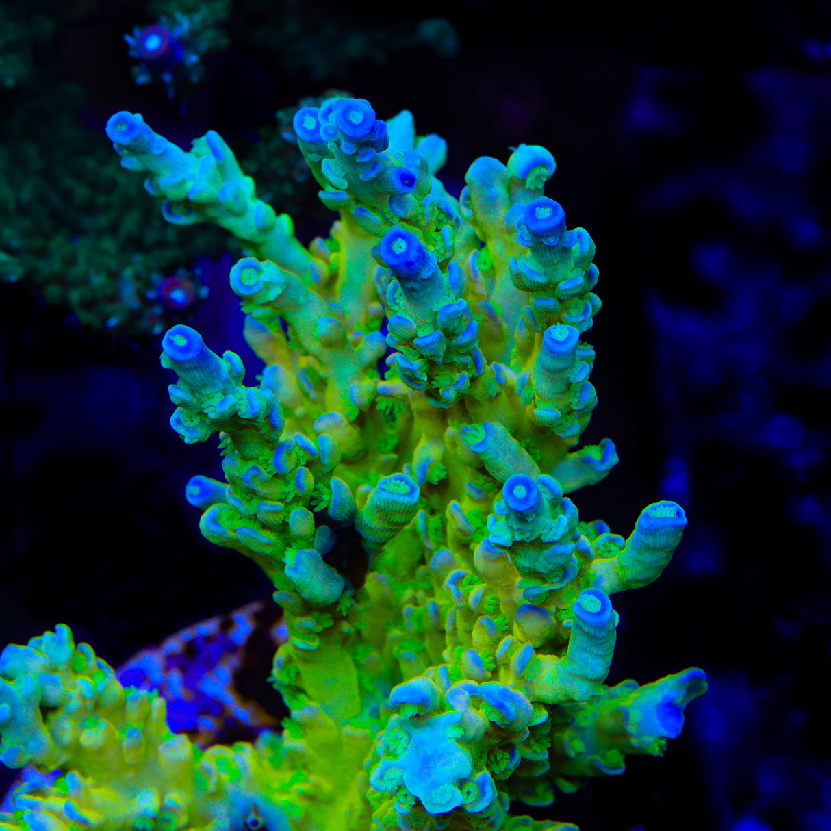 TSA Mimosa Acropora Coral