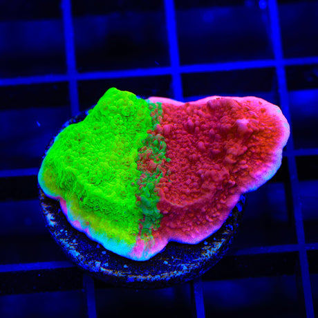 TSA Mind Meld Triple Grafted Montipora Coral
