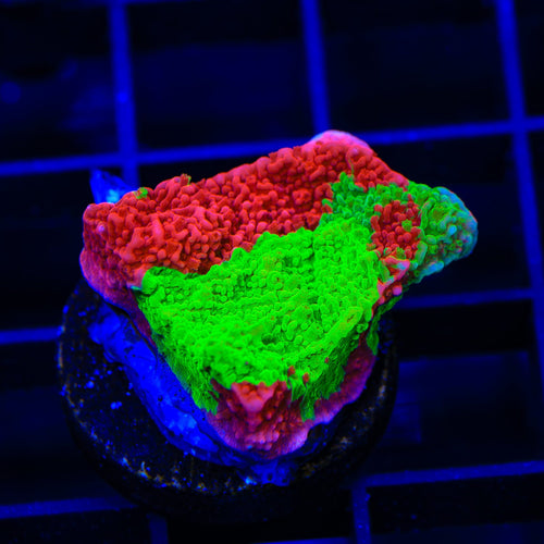 TSA Mind Meld Triple Grafted Montipora Coral