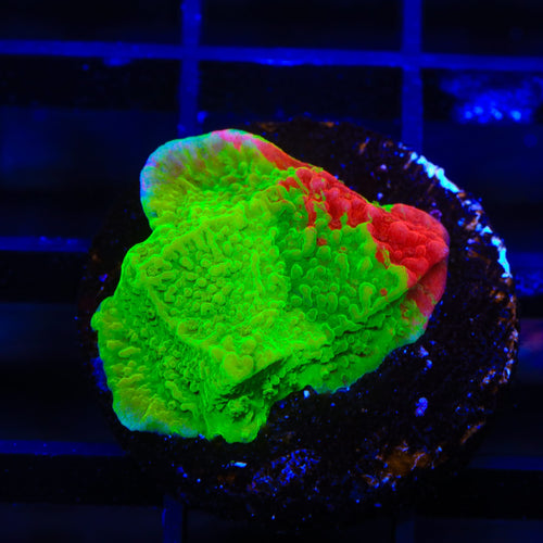 TSA Mind Meld Triple Grafted Montipora Coral