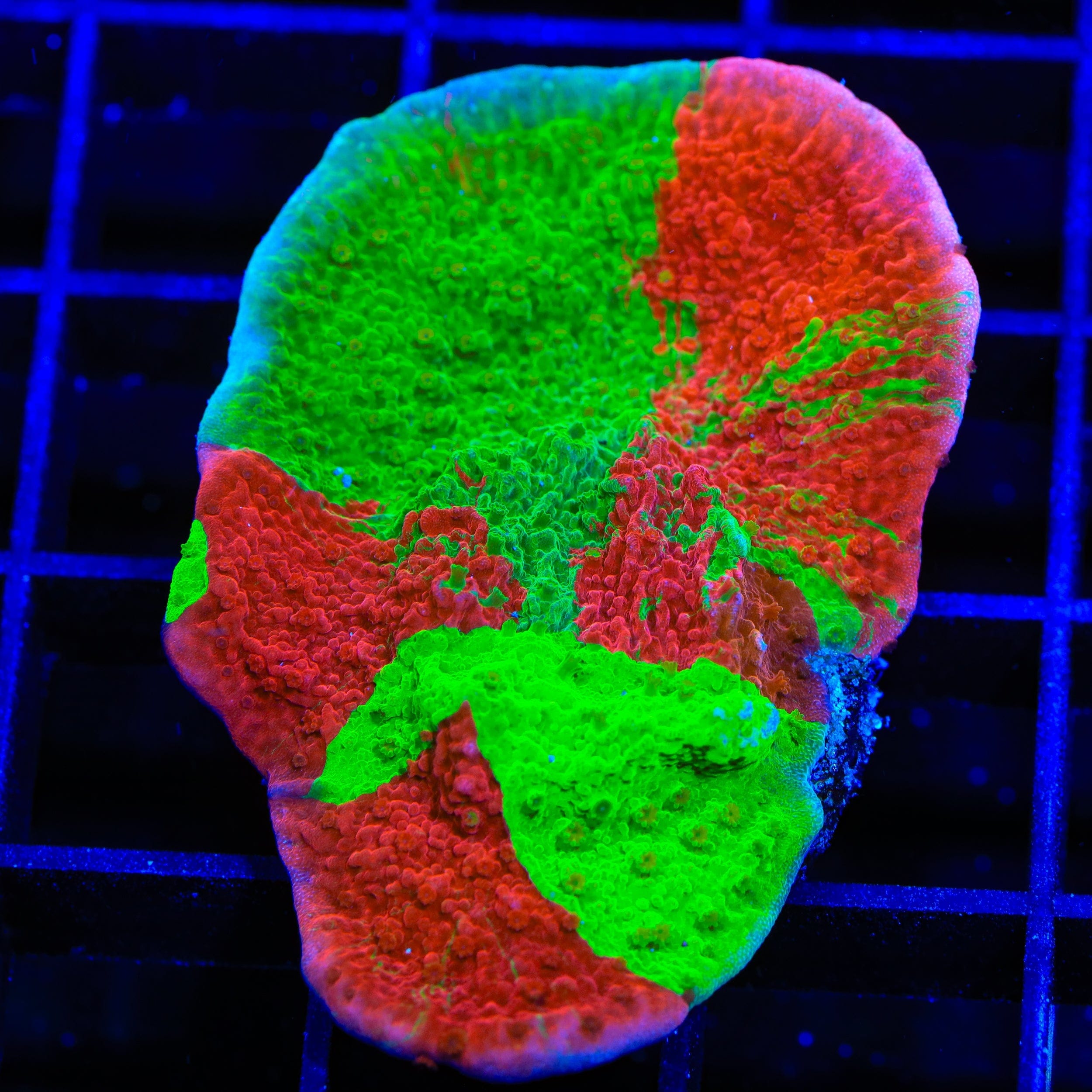 TSA Mind Meld Triple Grafted Montipora XL Frag Coral – Top Shelf