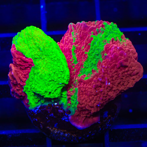 TSA Mind Meld Triple Grafted Montipora XL Frag Coral