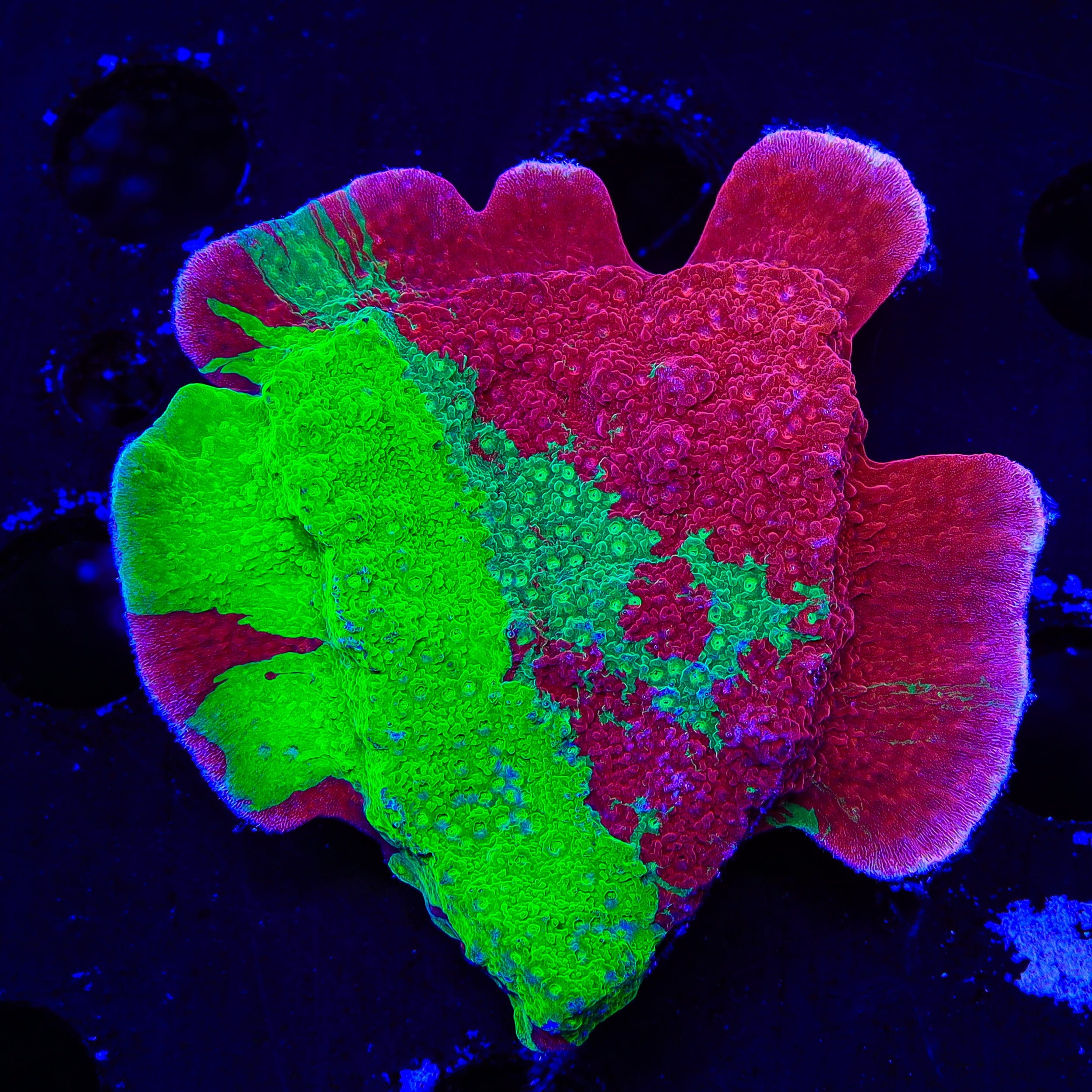 TSA Mind Meld Triple Grafted Montipora XL Frag Coral